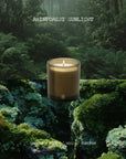 Black Blaze Scented Candle Rainforest Sunlight