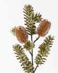 Banksia Spray Coffee