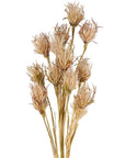 Wheat Flower Stem Brown