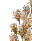 Wheat Flower Stem Brown