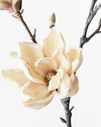 Magnolia Japanese Spray - Cream