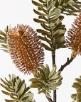 Banksia Spray Coffee