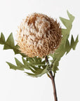 Banksia Acorn Stem - Cream
