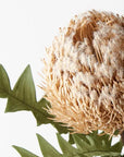 Banksia Acorn Stem - Cream