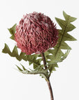 Banksia Acorn Stem - Pink