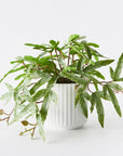 Kangaroo Fern in Pot
