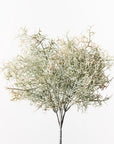 Spanish Moss Bush