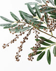 Seed Spray - Coffee