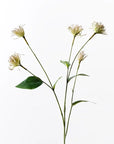 Clemantis Seed Pod Spray