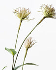 Clemantis Seed Pod Spray