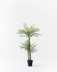 Areca Palm