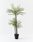 Areca Palm - Clearance Floor Stock