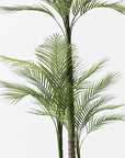 Areca Palm