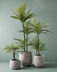 Areca Palm