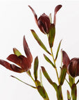 Protea Leucadendron Spray - Burgundy Green
