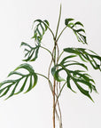 Monstera Dilacerata Stem