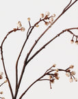 Tallow Spray