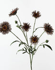 Daisy Spray