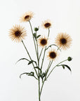 Daisy Spray