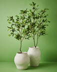 Ficus Tree - Clearance Floor Stock