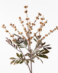 Longan Spray