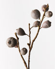 Fig Spray - Coffee