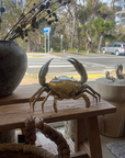 Brass Mud Crab