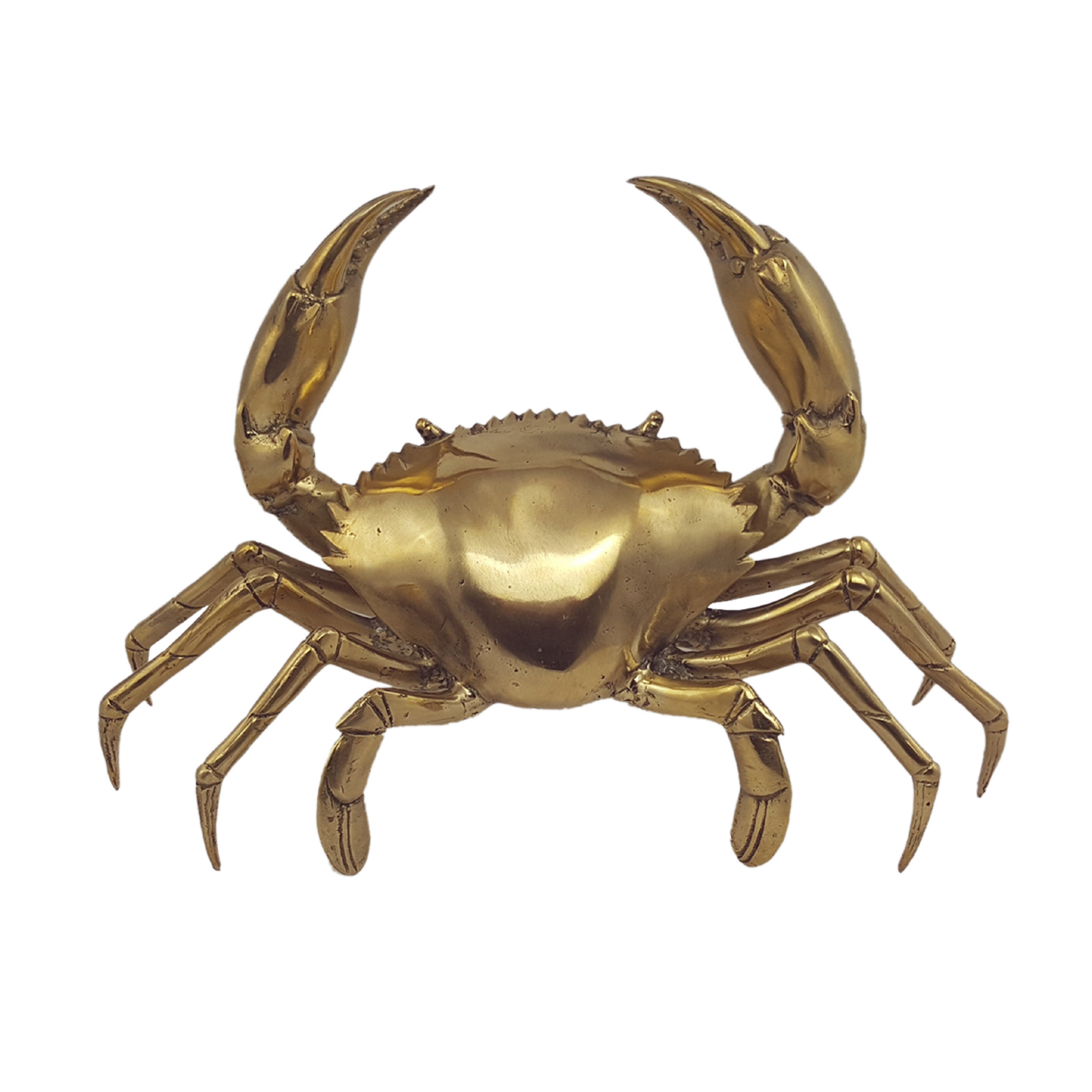 Brass Mud Crab