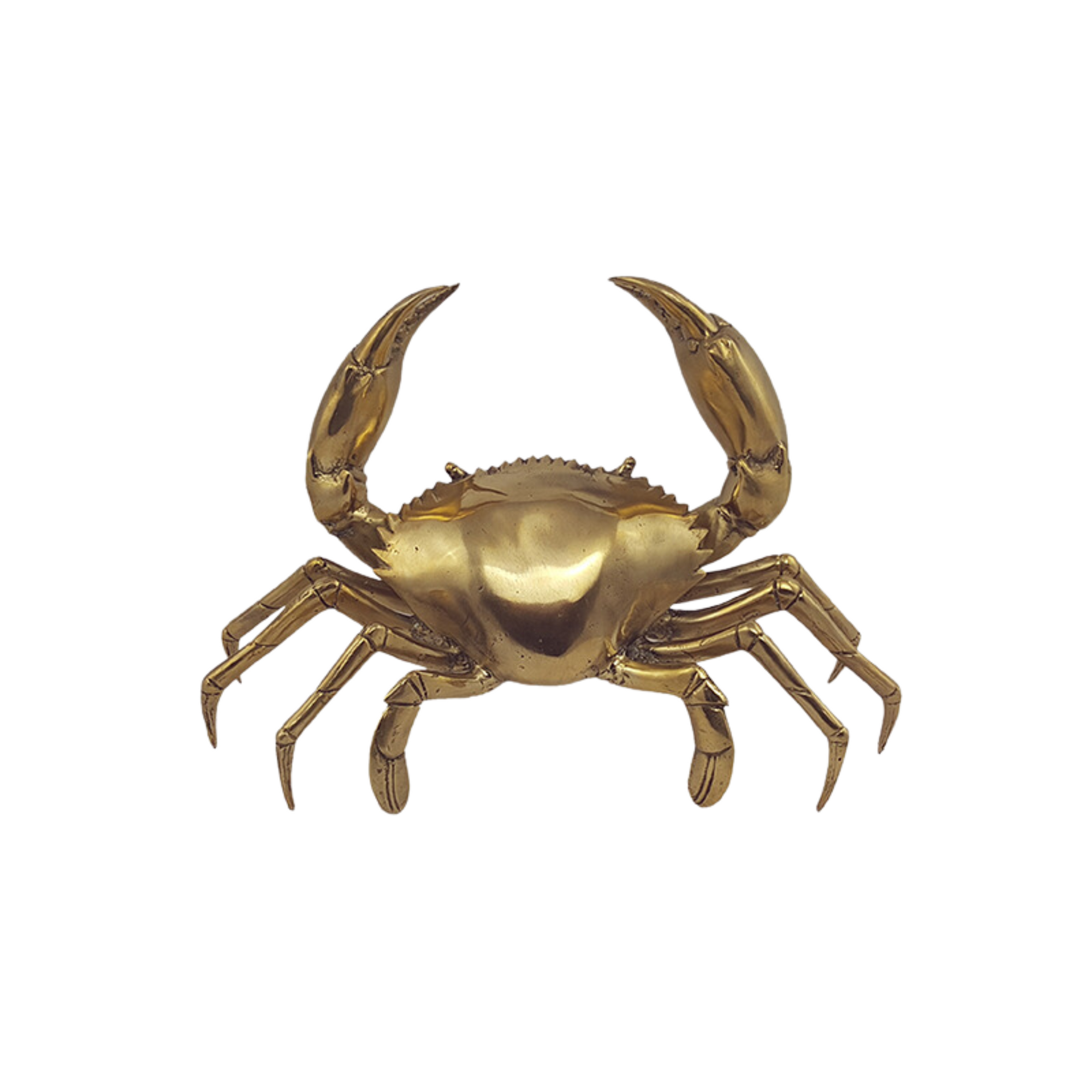 Brass Mud Crab
