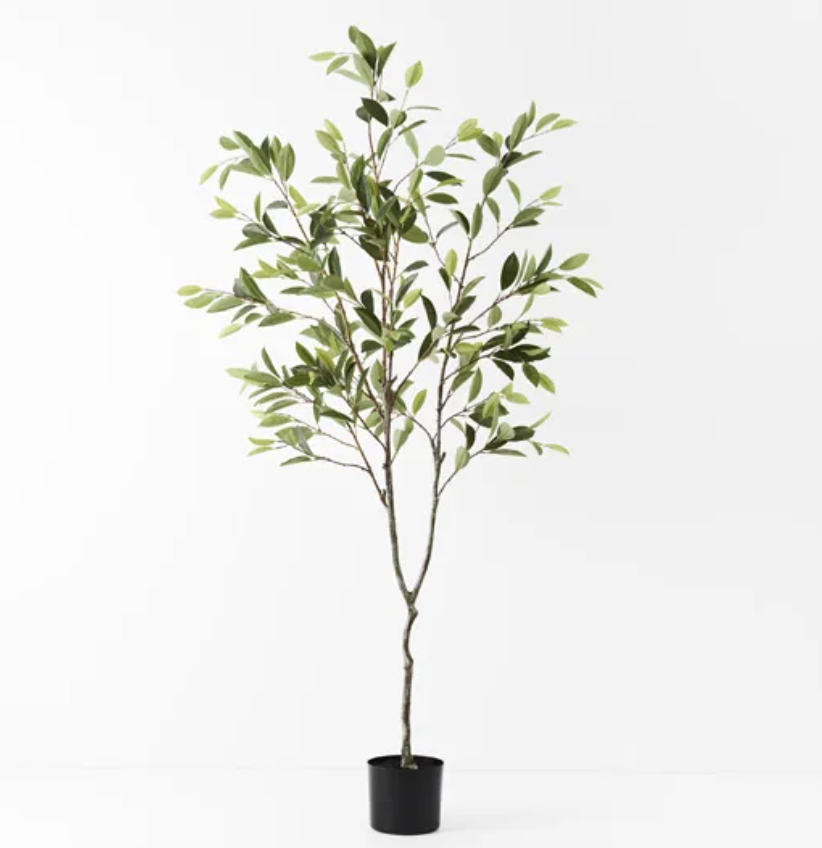 Ficus Tree - Clearance Floor Stock