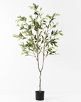 Ficus Tree - Clearance Floor Stock