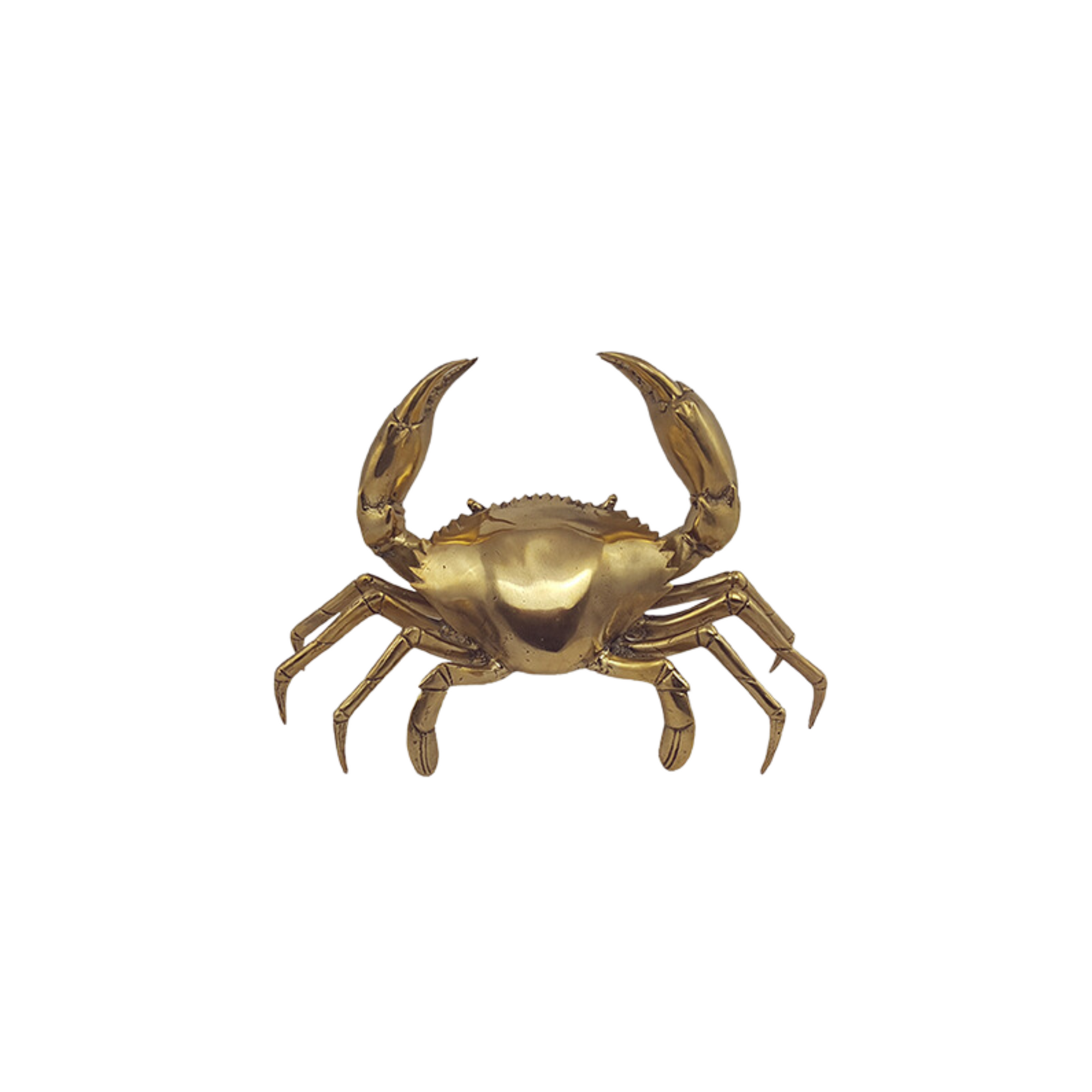 Brass Mud Crab