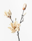 Magnolia Japanese Spray - Cream