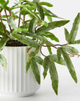 Kangaroo Fern in Pot
