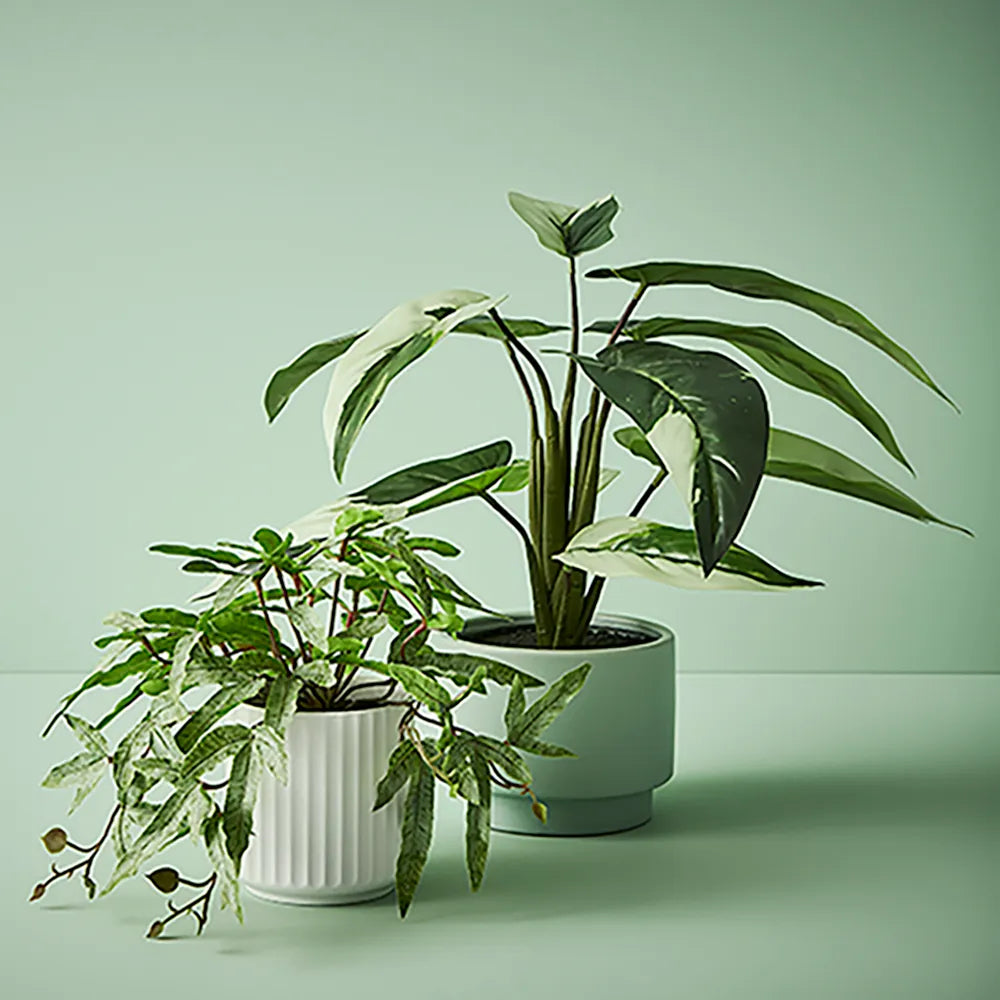Kangaroo Fern in Pot