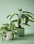 Kangaroo Fern in Pot