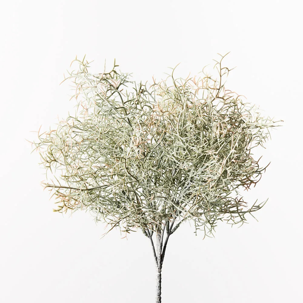 Spanish Moss Bush