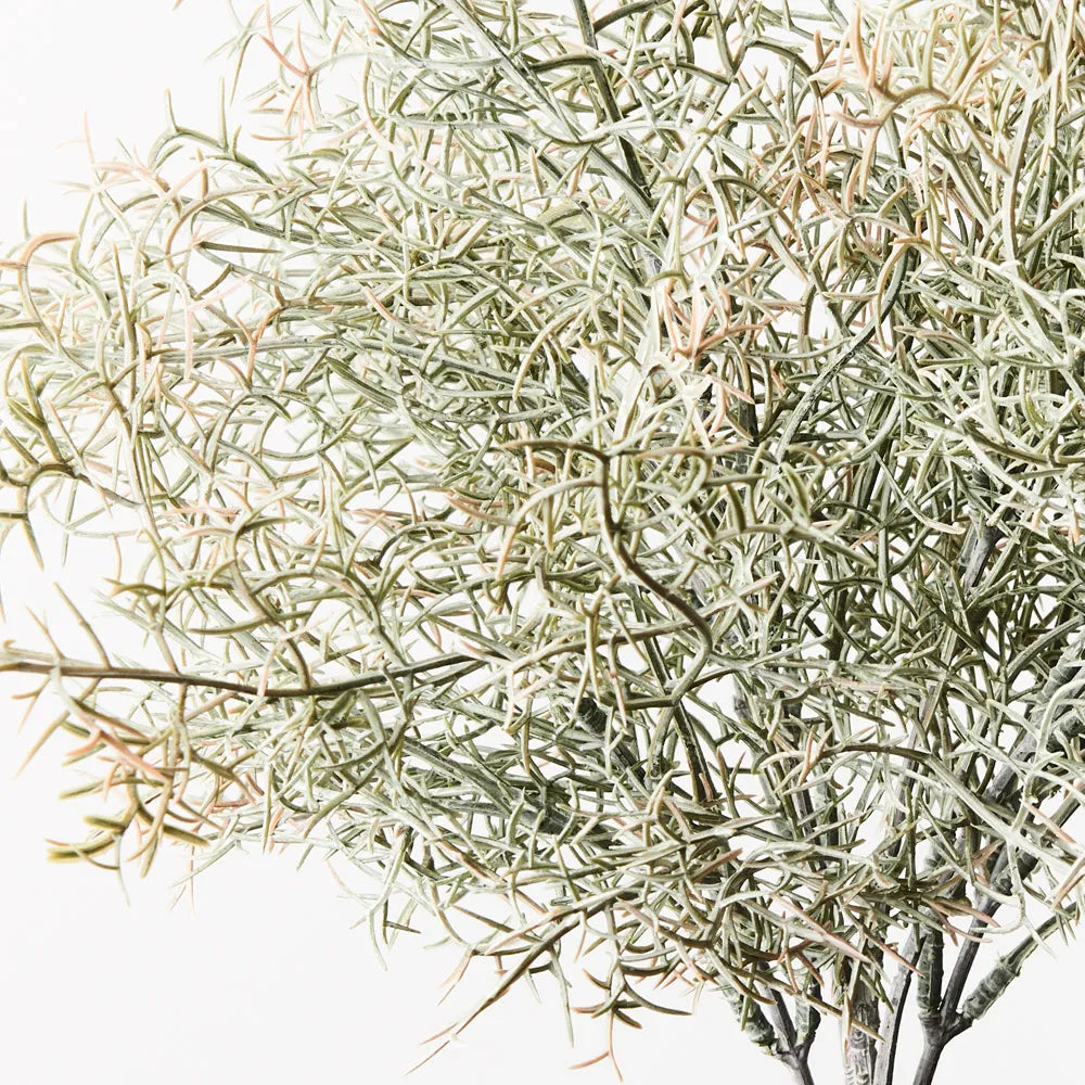 Spanish Moss Bush