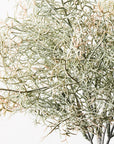 Spanish Moss Bush