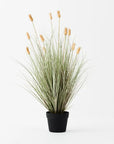 Bunny Tail Grass Plant