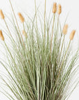 Bunny Tail Grass Plant