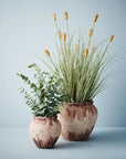 Bunny Tail Grass Plant