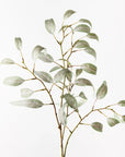 Eucalyptus Long Leaf Spray - Grey Green