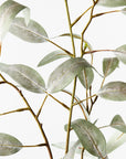 Eucalyptus Long Leaf Spray - Grey Green