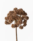 Angelica Flower Spray - Coffee