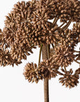 Angelica Flower Spray - Coffee