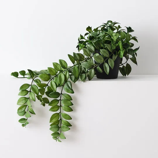Honey Locust Plant – Jarvis + Jarvis Home