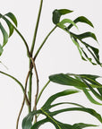Monstera Dilacerata Stem