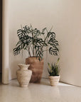 Monstera Dilacerata Stem