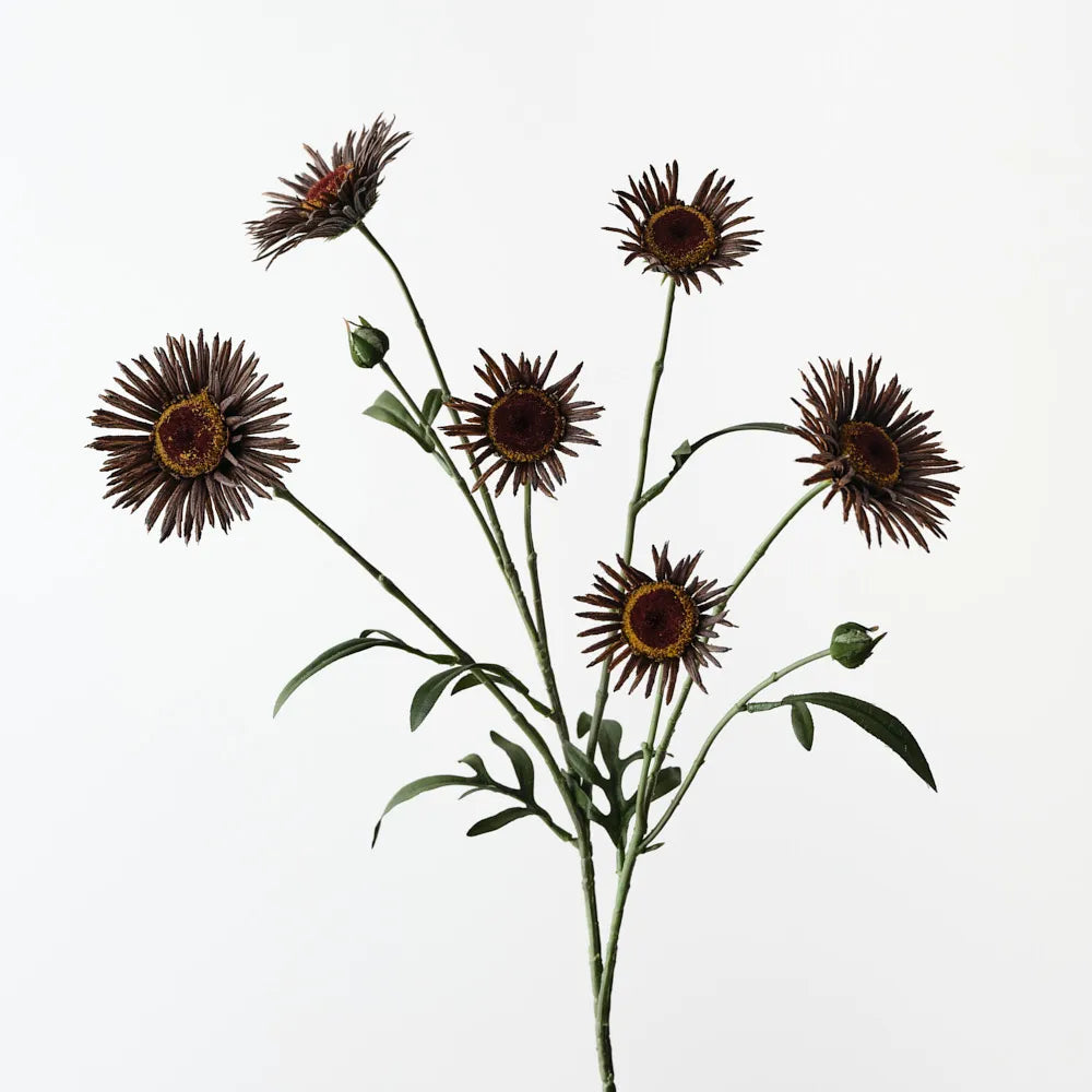 Daisy Spray